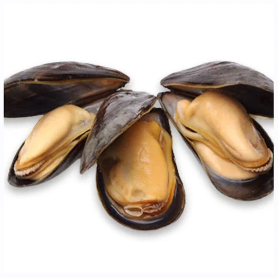 Best Quality Hot Sale Price Frozen Shellfish Mussels / Frozen Mussel Meat With Shell (Seafood)