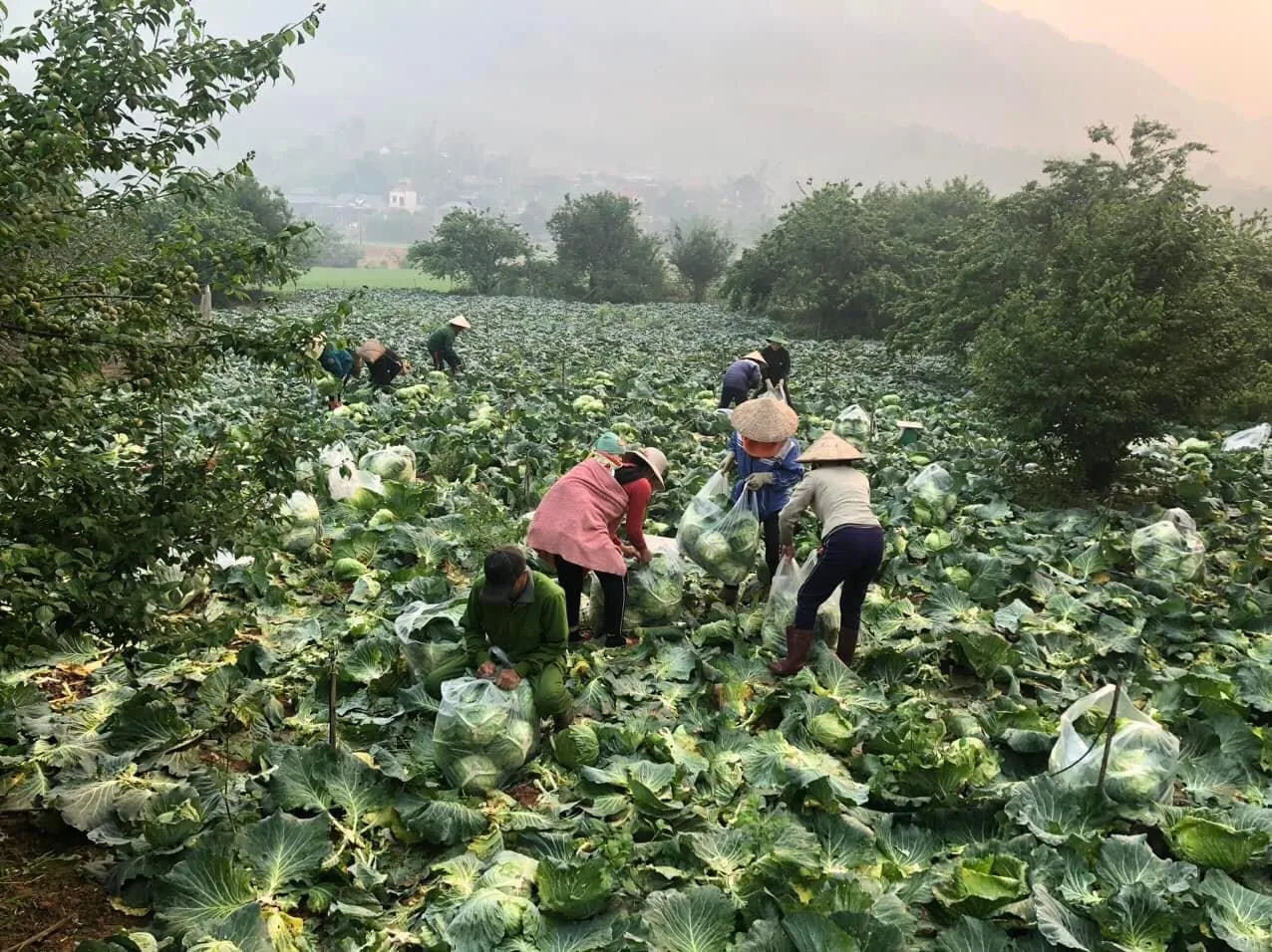 Вьетнам-поставщик, высокое качество, Лидер продаж, свежие зеленые овощи и свежая капуста для экспорта на мировые рынки