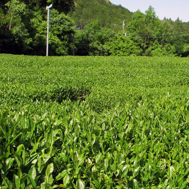 Japanese Ise green tea meiryoku variety tea top grade sencha 30g