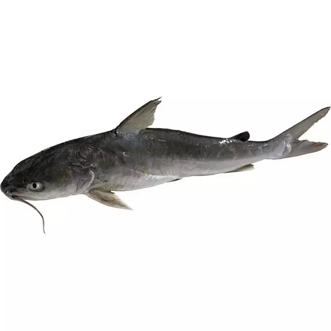 Frozen African Catfish | Fresh Cat Fish From Coast of Africa