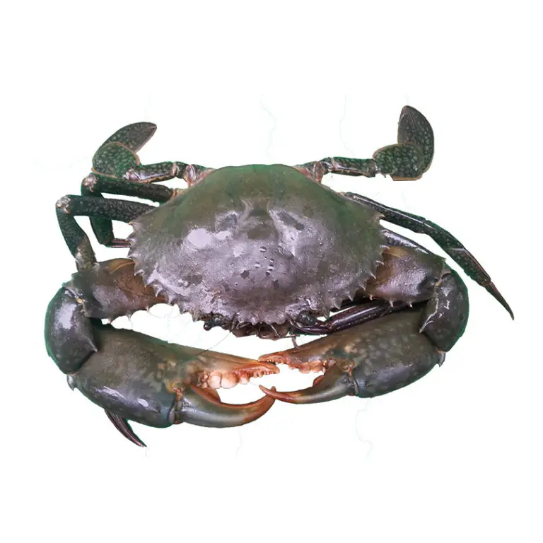 Best Quality Frozen/Fresh Whole Red King Crab Hot Sale with Cutting Style Dried and Canned Rich in Crab Meat