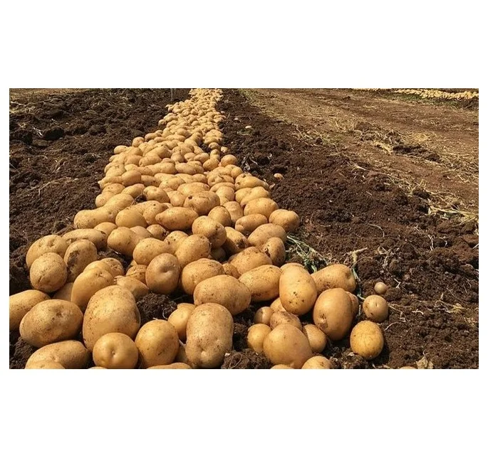 MONDOL - New Crop %100 Organic Patatoes  Class A Big Potatoes High Quality Fresh Potatoes - MONDOL