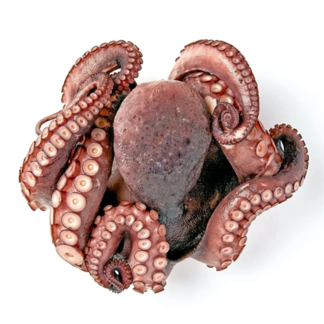 Frozen Octopus8.jpg