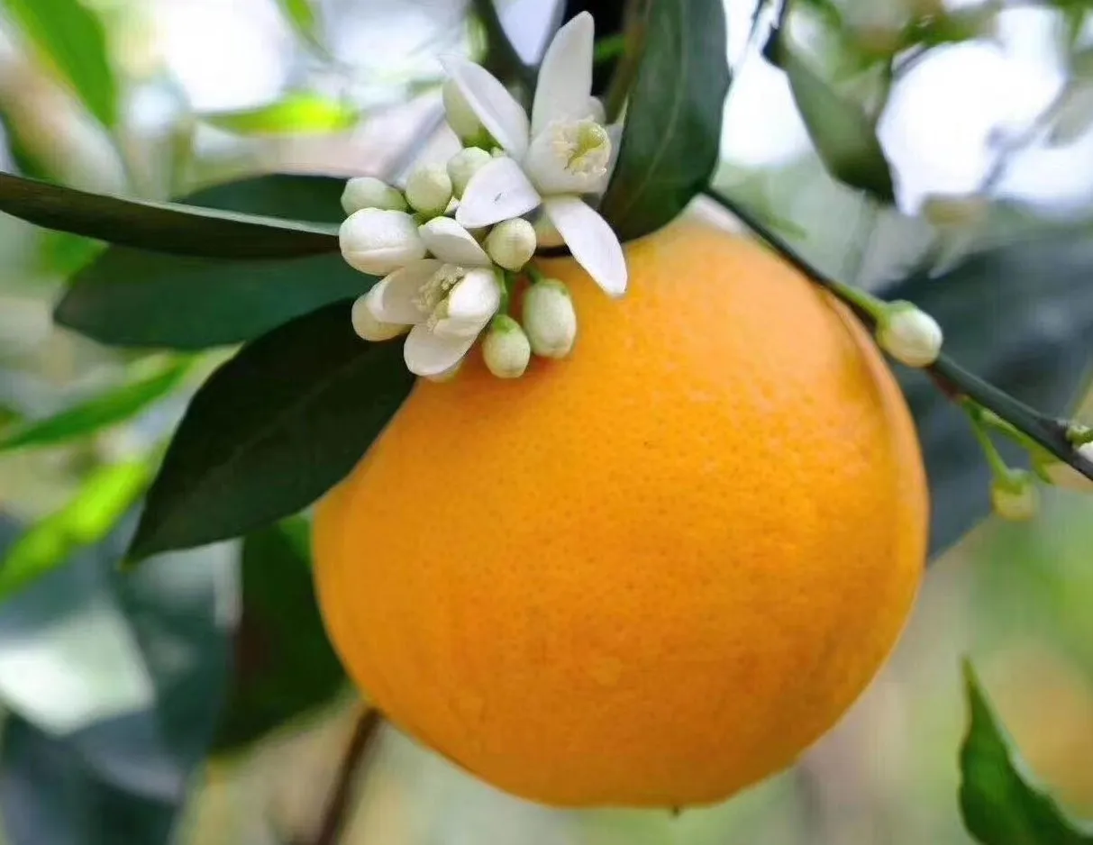 Best Price Fresh Orange Fresh Fruit Fresh Oranges Fresh Citrus Fruit