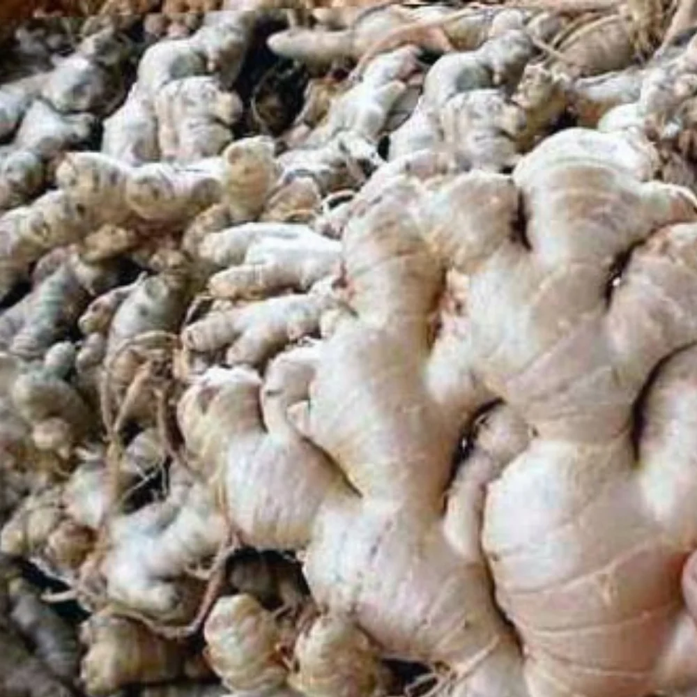 Best price ginger Fresh Ginger ready to export Young Yellow Ginger From Vietnam Manufacturer