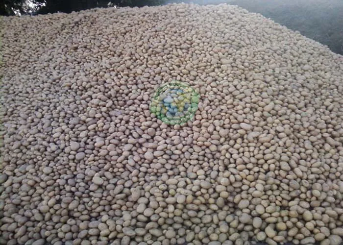 New 2022 Style Time GLOBAL Organic GAP Weight Origin Type Shandong Shape Potato Size Year Supply Product Fresh Place Model HACCP