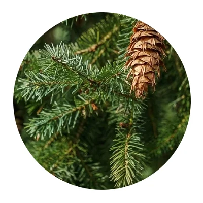 Wholesaler of Fir Needle Oil Manufacturer of Fir Needle Oil at wholesale price Natural Fir Needle Essential Oil