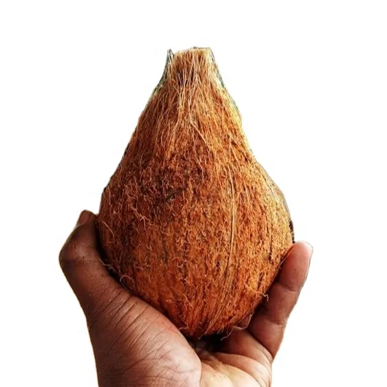INDIAN SEMI HUSKED COCONUT SUPPLY OR WHOLESALE