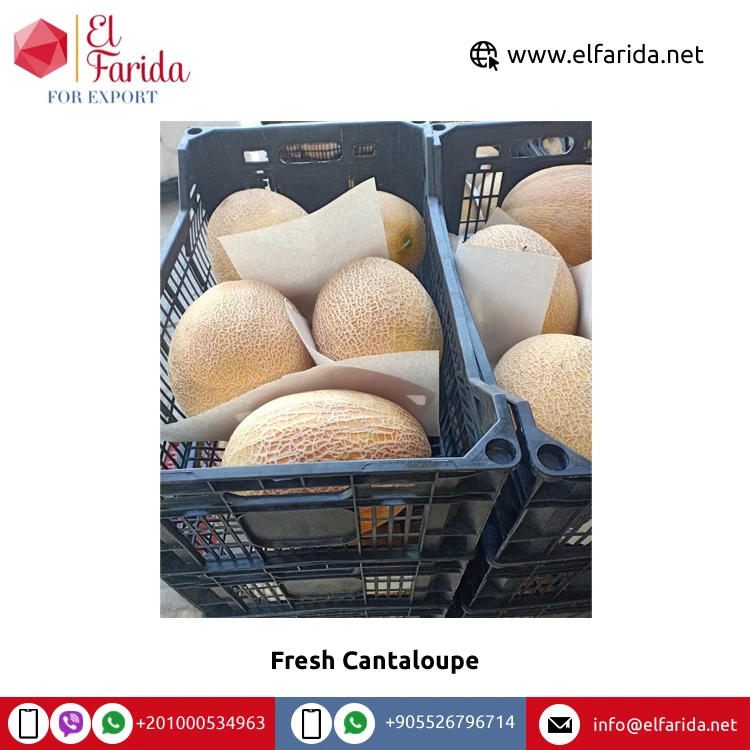 Factory Sale Best Selling Food Grade Organic Natural Sweet Wonderful Delicious Fresh Cantaloupe Tropical Fruits
