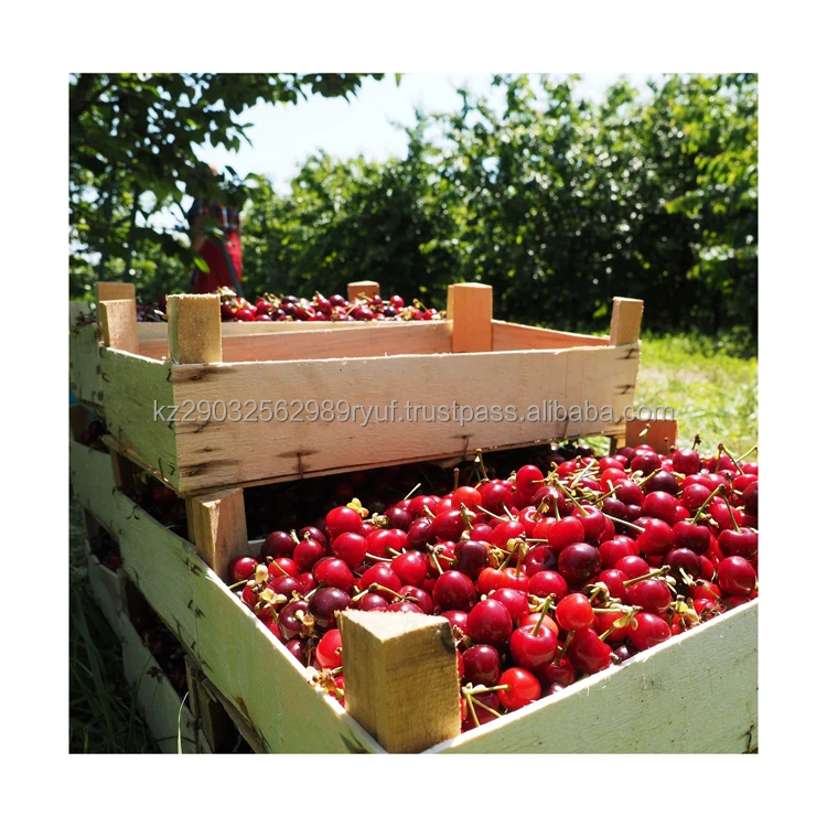 Sweet large cherry unique taste good yield and resistance to adverse weather conditions wholesale