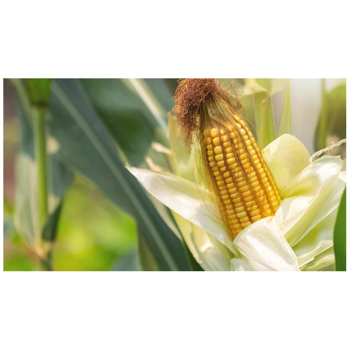 Clean Dried Yellow Corn / Dried Yellow Maize | Bulk dried white corn and yellow corn Available