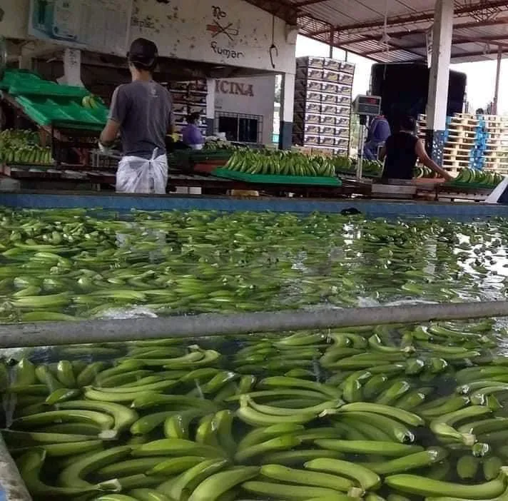 Wholesale Good Quality Competitive Price Delicious Flavour FRESH CAVENDISH BANANA From Viet Nam