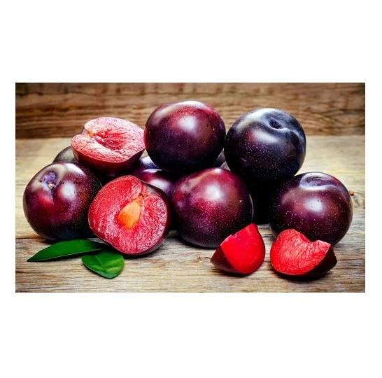 Best Quality Hot Sale Price Fresh Fruits Plums