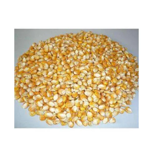 Yellow Maize, Dried Yellow Corn, Popcorn, White Corn Maize for Consumption and Animal Feed