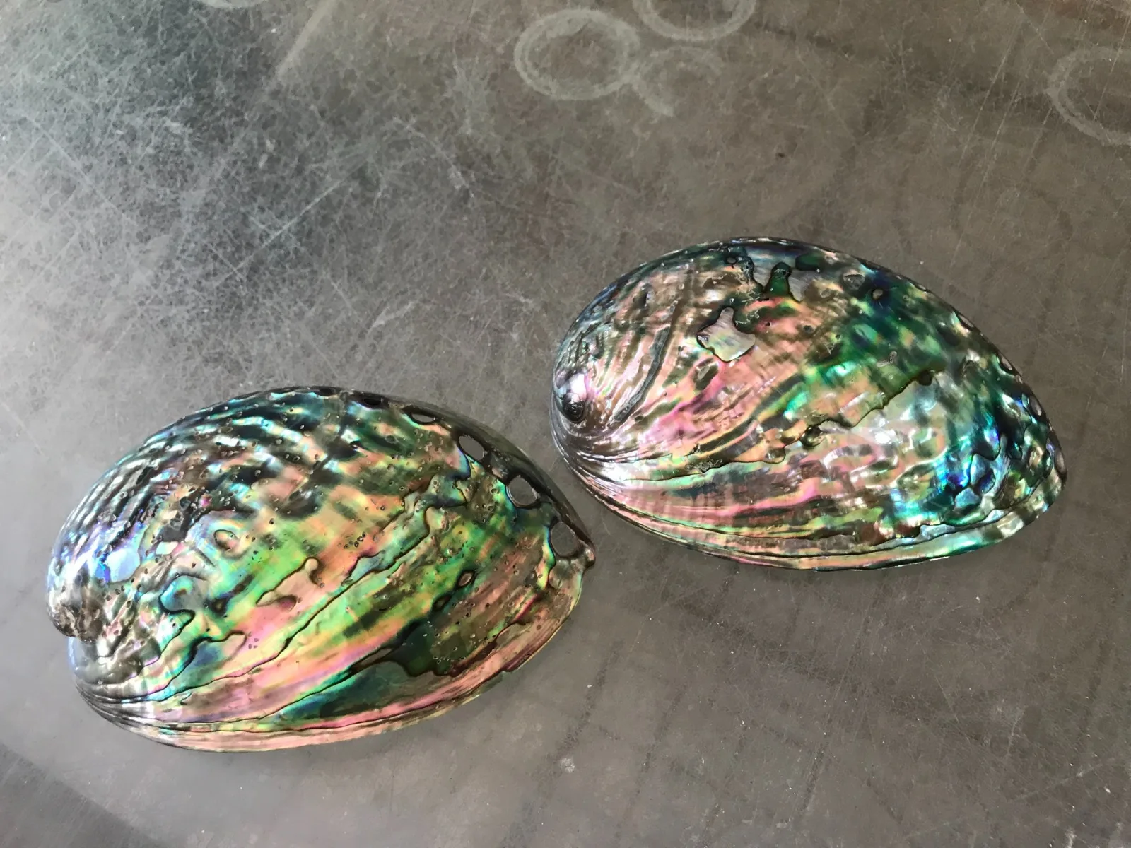 Factory Hot sale Australia Raw Abalone Shells Smudge Kit Wholesale Cleansing Home Abalone Shells