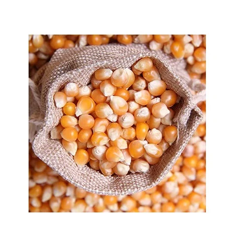 Best Price Wholesale Price Non-Glutinous Yellow Corn Maize Seeds 100% Natural Quality Corn Seeds