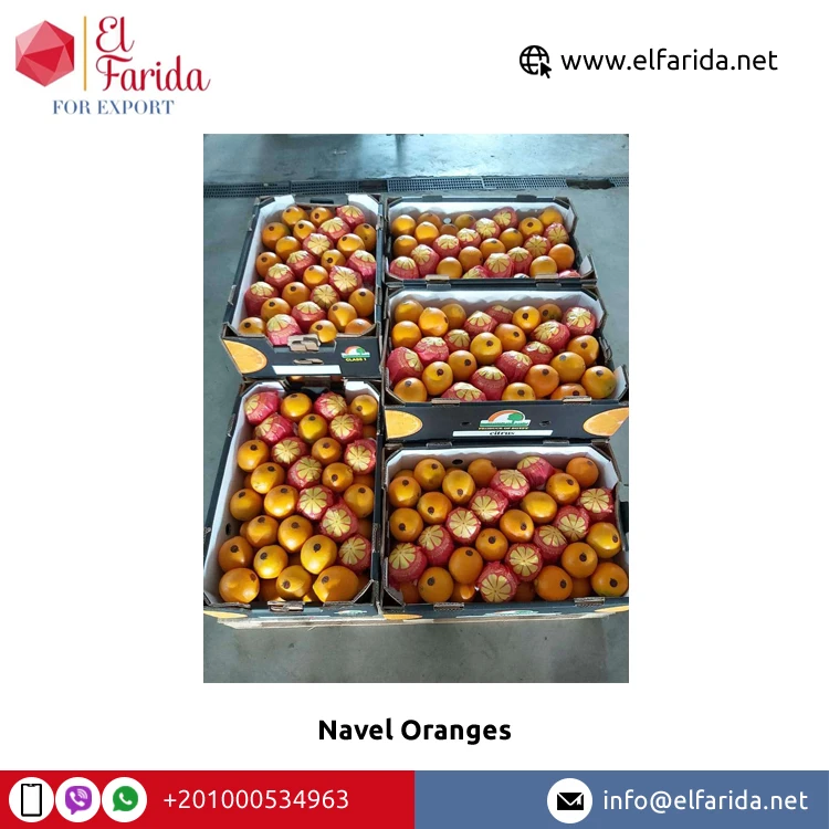 Egypt Origin Exporter of New Crop Natural Sweet Delicious Fresh Navel Orange/ Valencia Orange for Bulk Purchase
