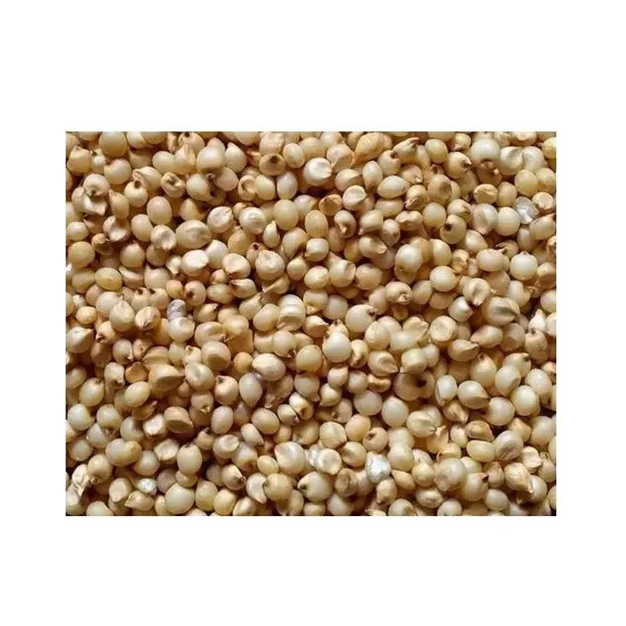 Wholesale Supplier Of Bulk Fresh Stock of Organic Whole Sorghum Grains