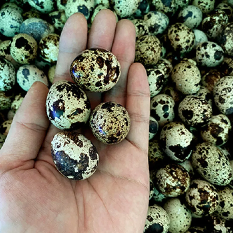 Salted quail eggs with nutritional additives are produced in bulk cans of 425/200g
