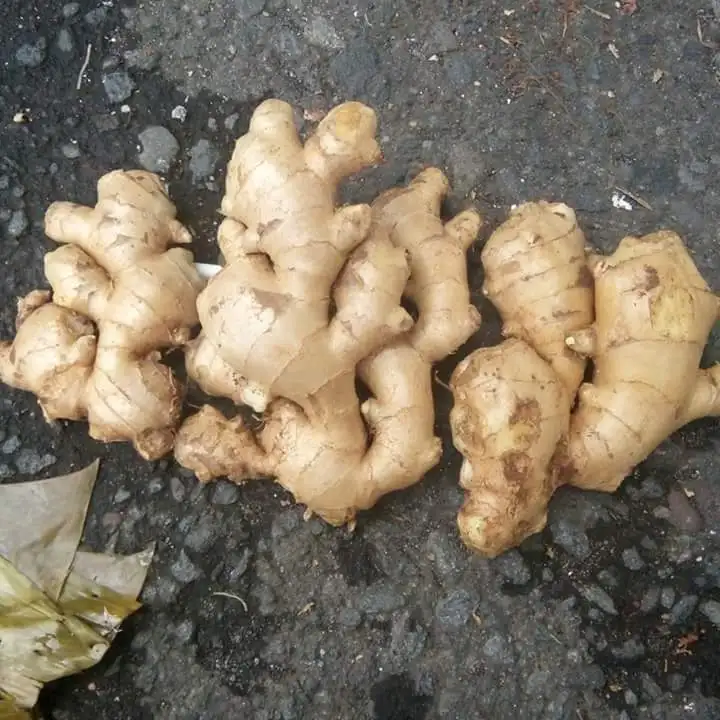 VIETNAM AIR DRY GINGER FOR WHOLESALE  CONTACT +84984418844 whatsapp