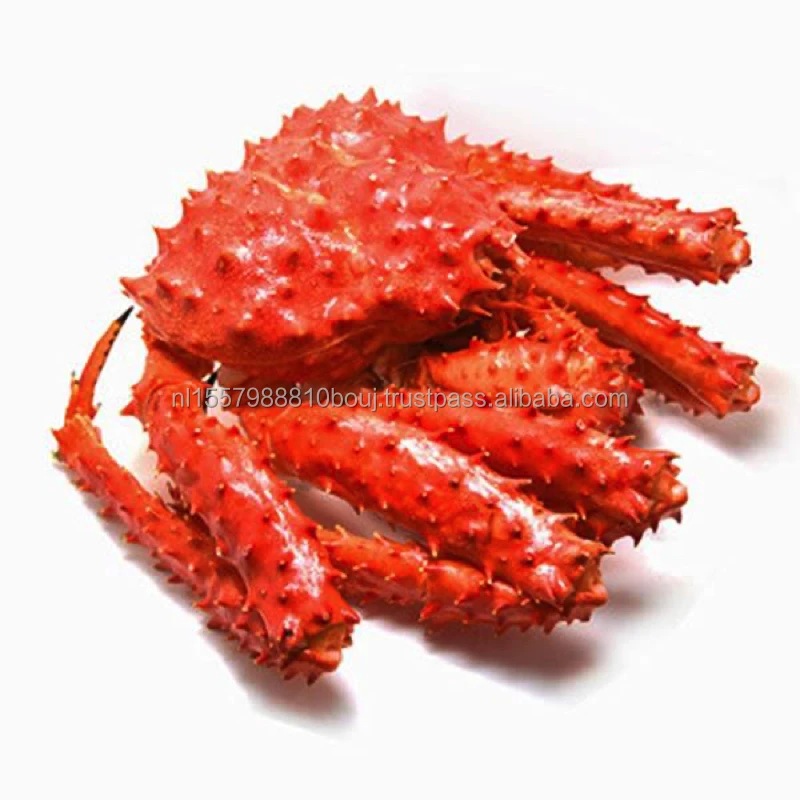 Red king crab 5.jpeg