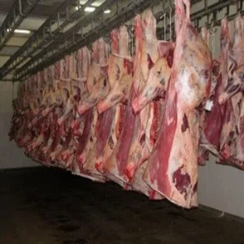 Оптовая продажа замороженного верблюжьего мяса халяльного