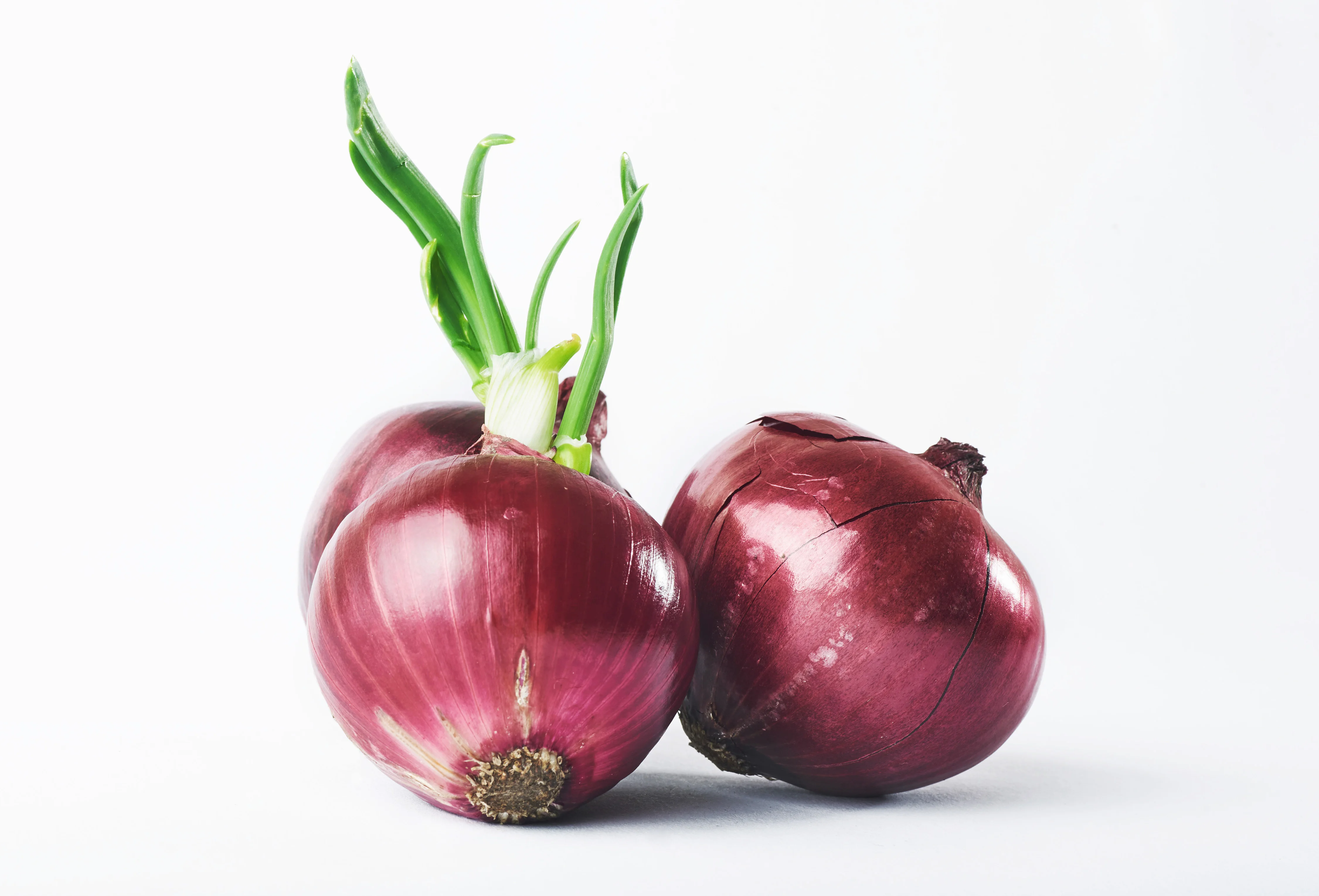 High Selling Organically Grown Red Onion Exporters at Best Wholesale Rates Exported From India By Best Suppliers