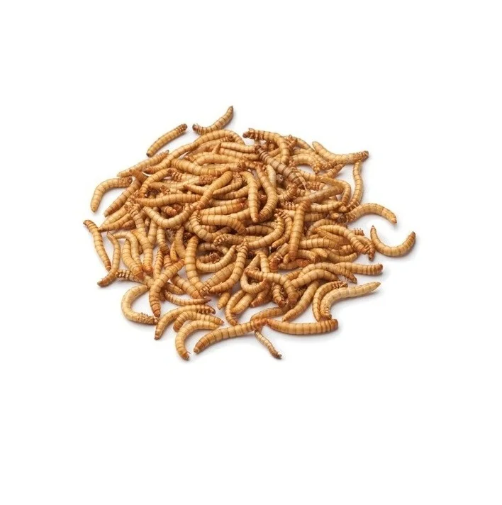 Dried Mealworms Yellow Meal worm | mealworms for Pets