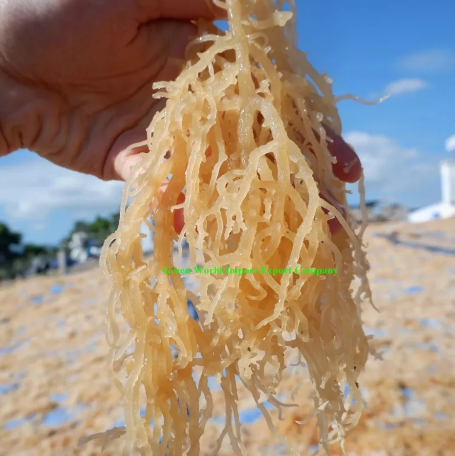 Натуральные Сушеные Водоросли-SEAMOSS из Вьетнама-сушеные Золотые/белые EUCHEUMA COTTONII-сушеные фиолетовые водоросли по хорошей цене