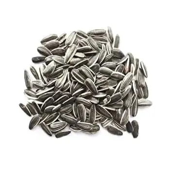 wholesale 2024 crop 361 sunflower seeds supply USA