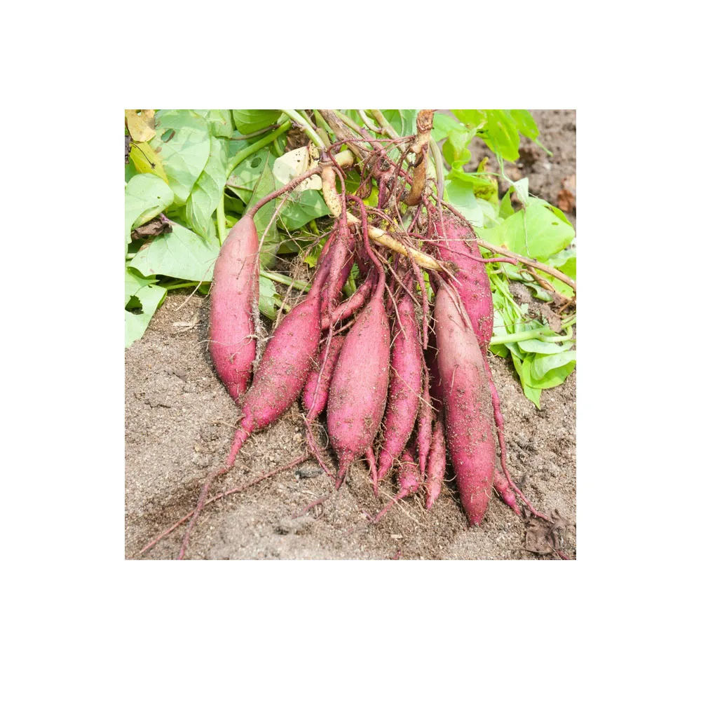 fresh potato seed price in /potato wholesale price/sweet potato price ton