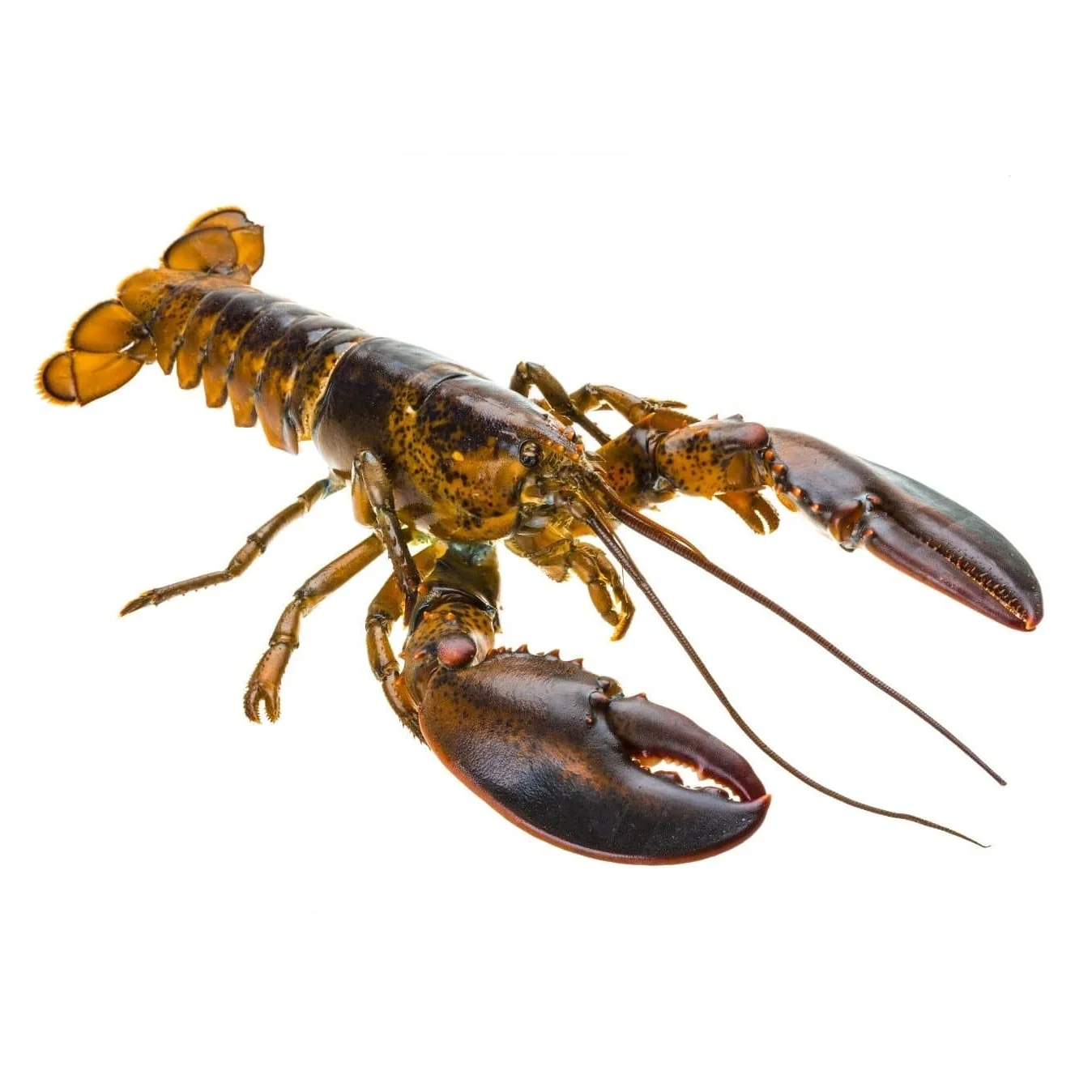 Frozen Rock Lobster Tail Whole Cooked Style Dried Fresh Live Lobster for Food Use