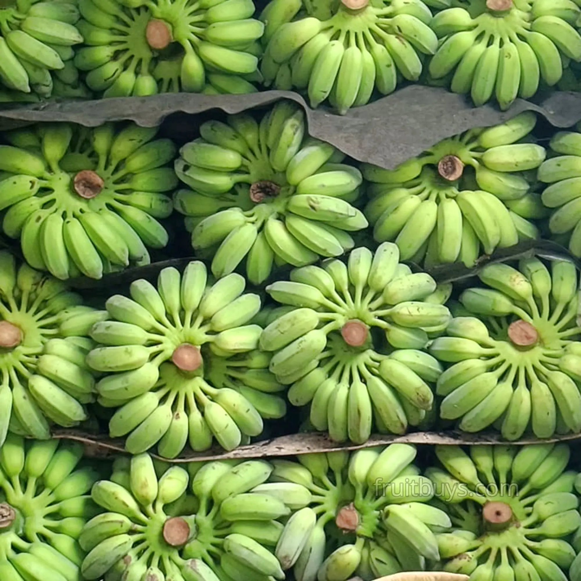 Vietnamese Snacks Freeze Dryed Fruits Dried Banana Free Sample To Try The Product Healthy Snacks Bulk