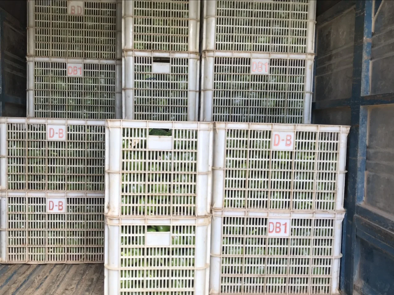 Green Farmer Household Supply  Vegetables Fresh Capsicum Bell Pepper Spicy Light Sweet For Cooking Spices High Quality Standard