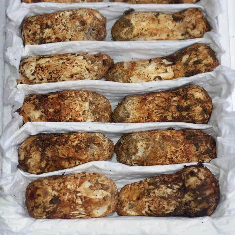 Detan Freshly picked Wild matsutake mushrooms  tricholoma matsutake