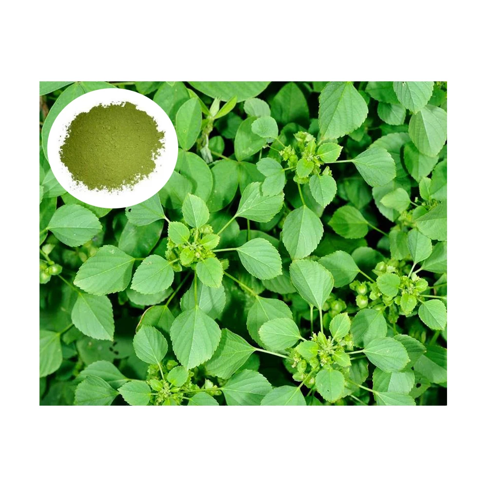 Ready To Export Kuppaimeni Powder Acalypha Indica Powder Buy At Wholesale Price
