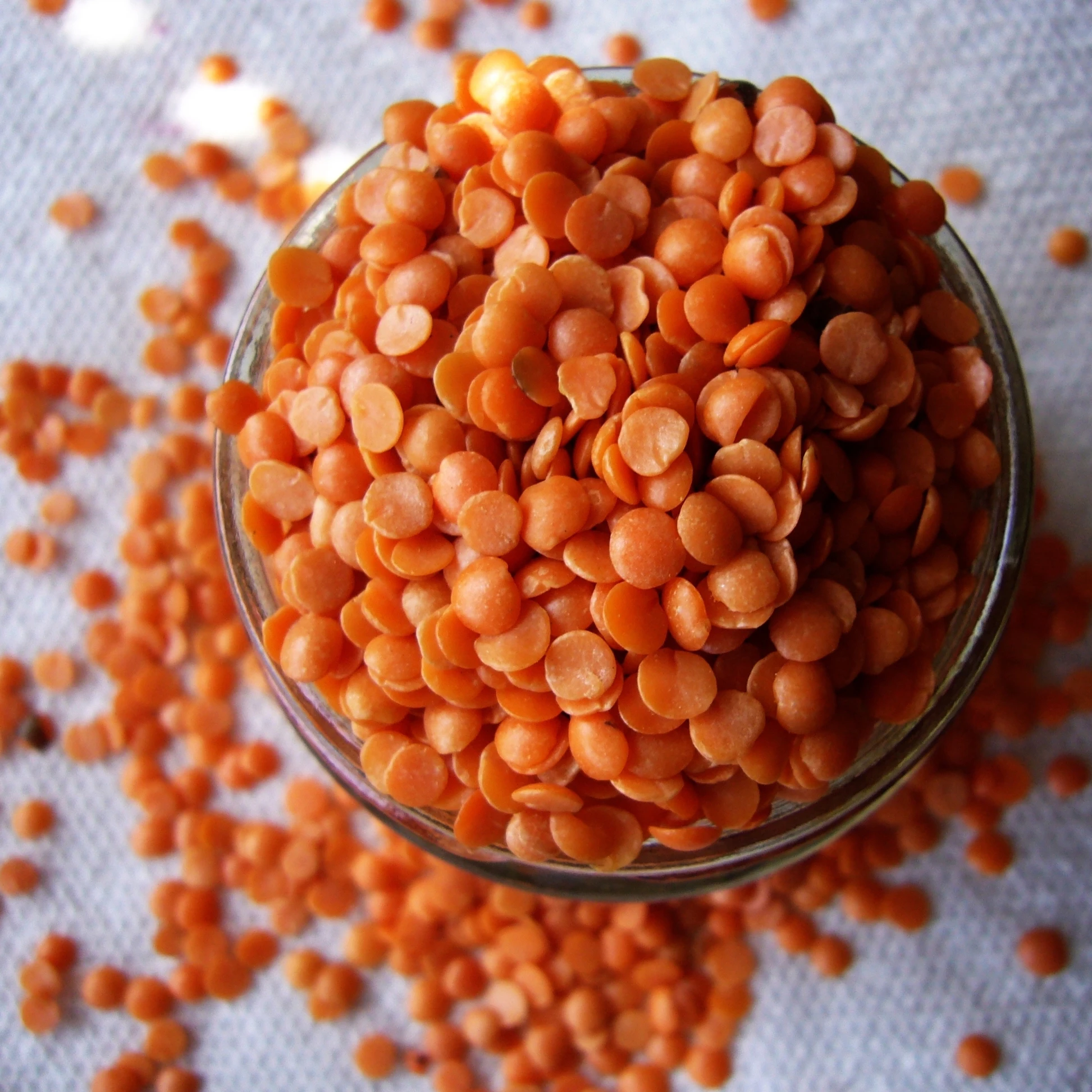 Red Lentils for international market