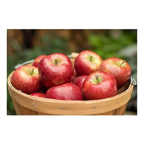 Natural non-GMO wholesale high grade fresh season fruits from Brazil fresh sweet red apples for food