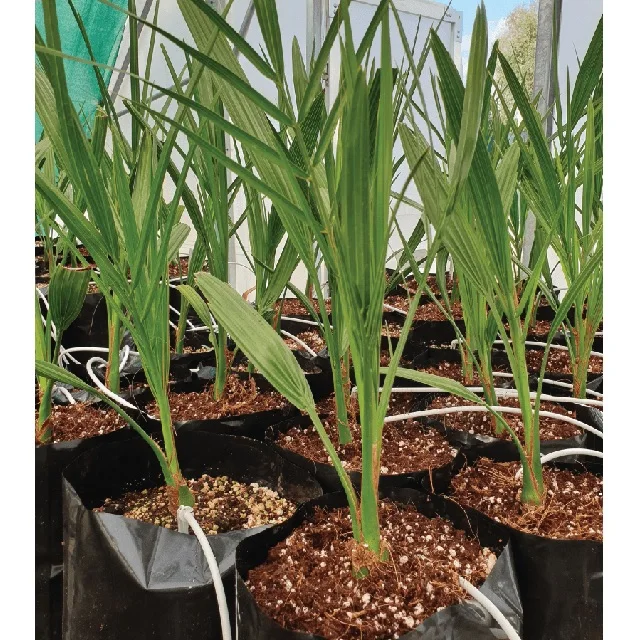 Date palm tree supplier and wholesale Fresh and Healthy Dates Palm seeding Evergreen Tissue Culture Ajwa Features