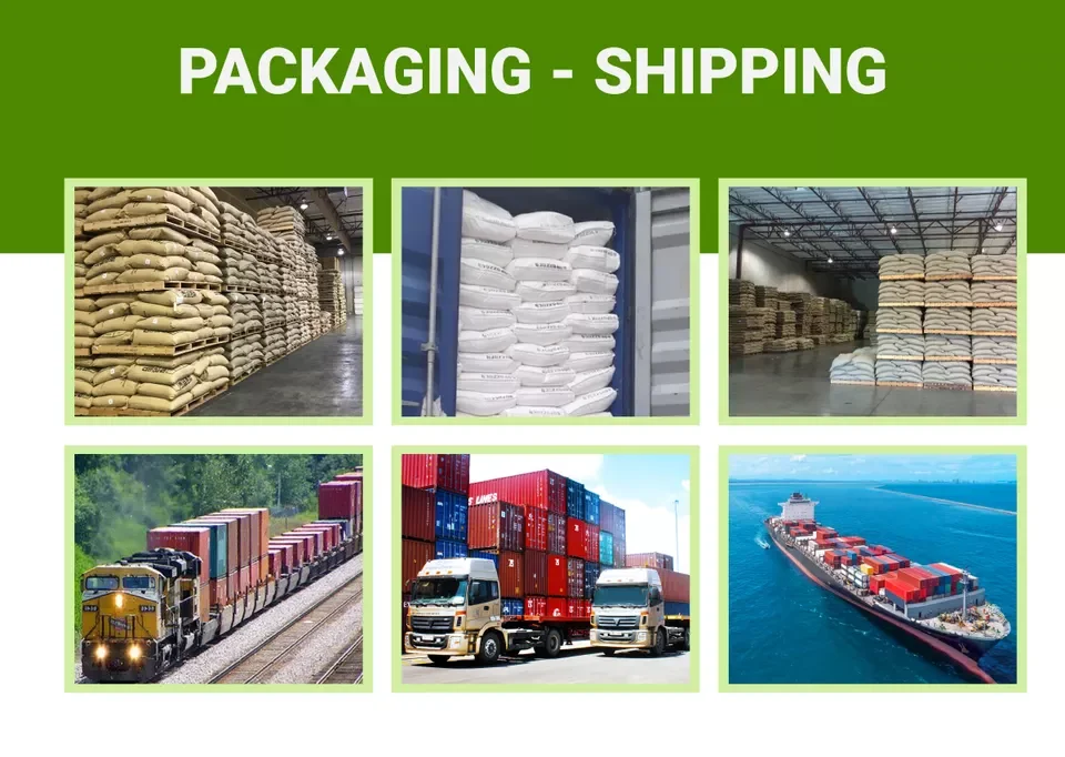 Ready To Ship High Quality Wholesale Vietnamese Green Arabica Coffee Bean With Raw And Roasted Processing