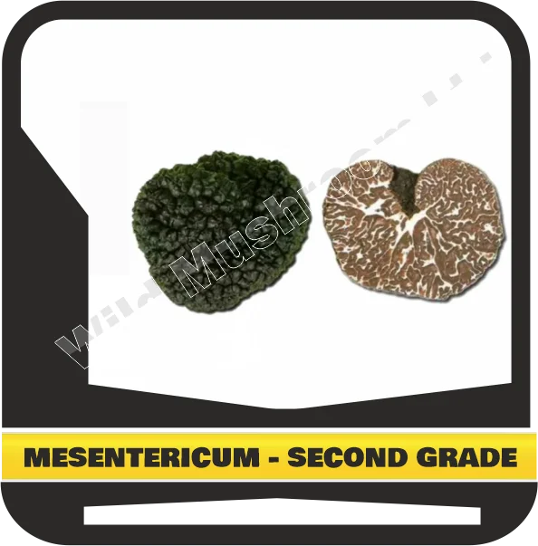 Свежий черный клубок MESENTERICUM-Второй сорт