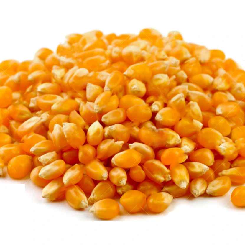 Thailand -Top Selling Non GMO Yellow Maize/Corn Cheap Price