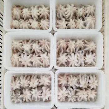 Factory Supply Fresh Frozen octopus for sale at cheap prices