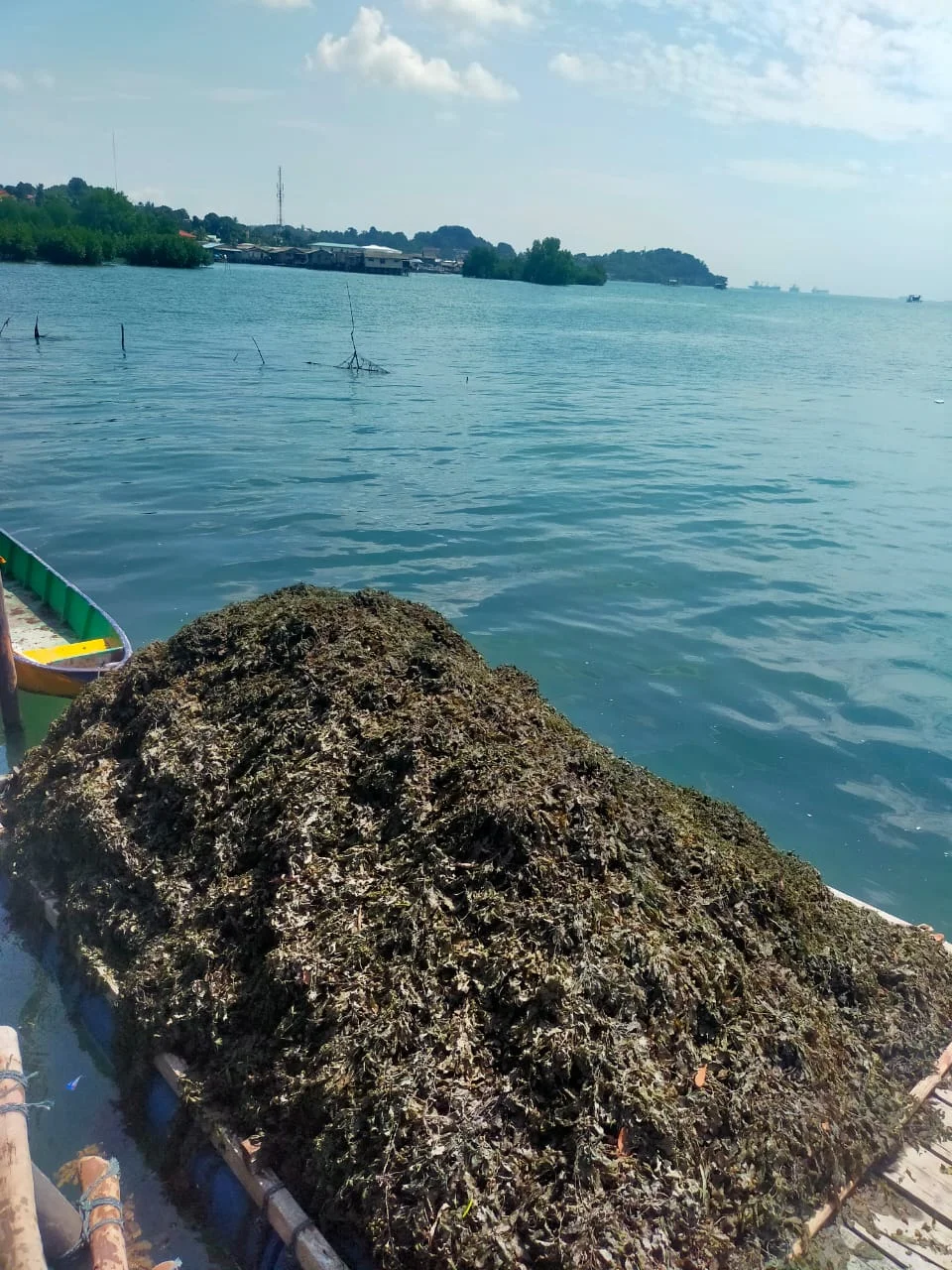 Premium Quality 100% Pure Organic Dried Sargassum Seaweed Bulk Packaging Direct from Indonesian Supplier