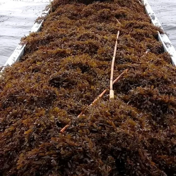 Sun dried sargassum seaweeds supply in bulk premium quality dry wholesale ocean seaweed with cheapest price