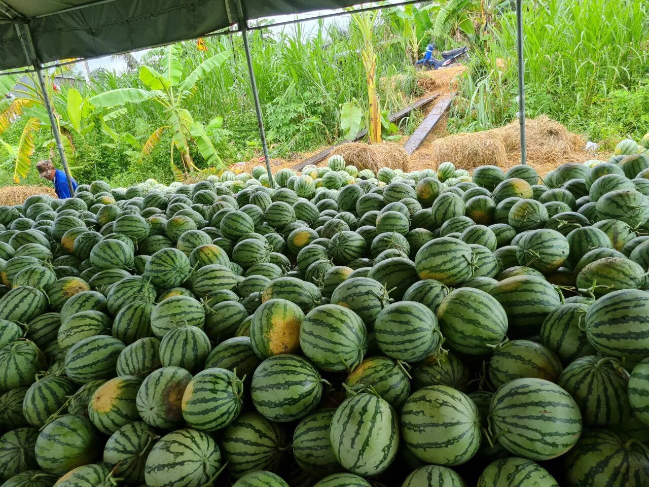 fresh Seedless watermelon wholesales best selling natural sweetness high quality Vietnam export