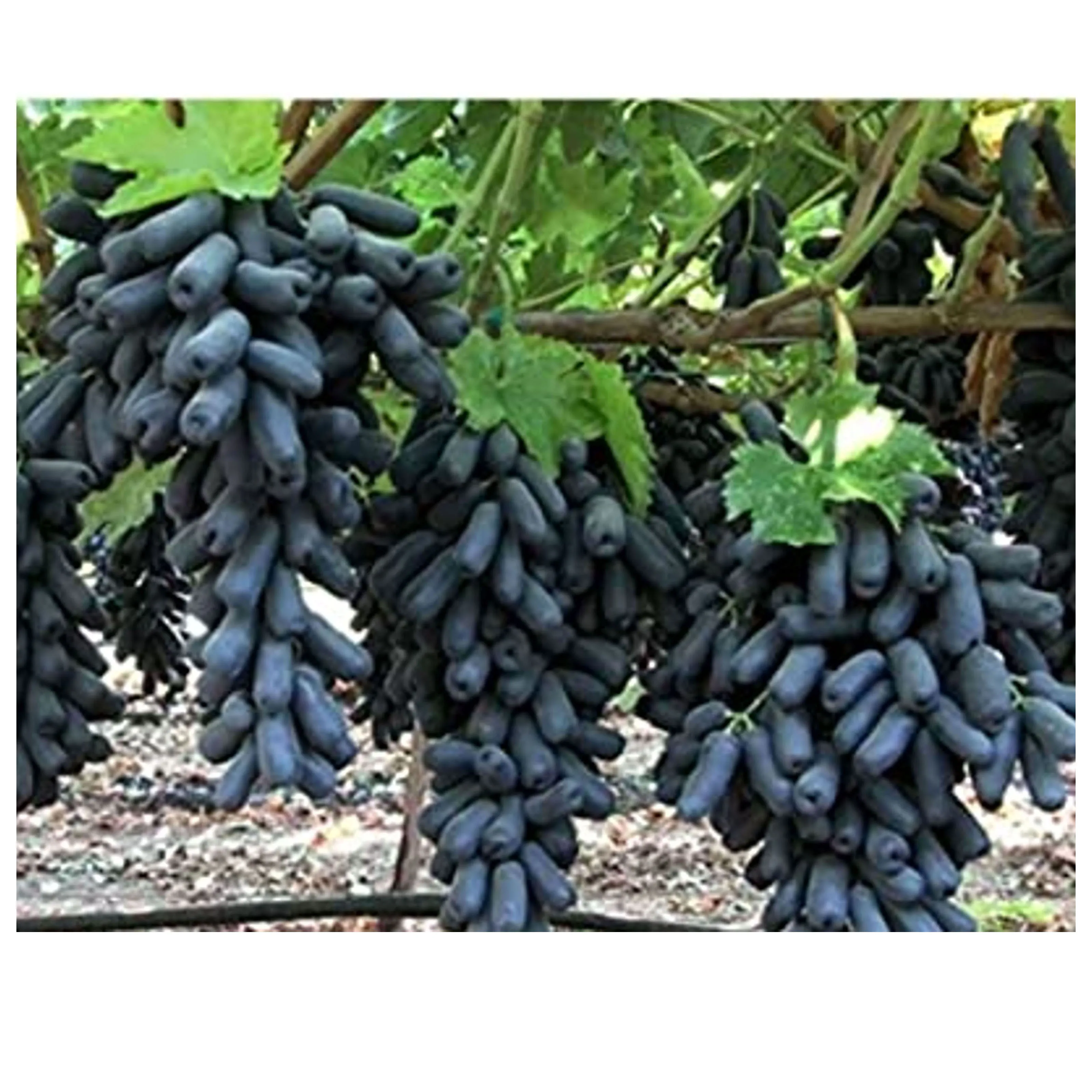 High Quality  Artificial  Grapes Fruit  Real Touch Decorative Hanging  Grapes  Ornaments for Export