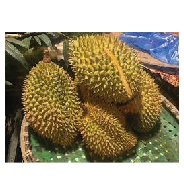 Wholesale Product Fresh Durian Fruit and Frozen Durian Products High quality to the US market
