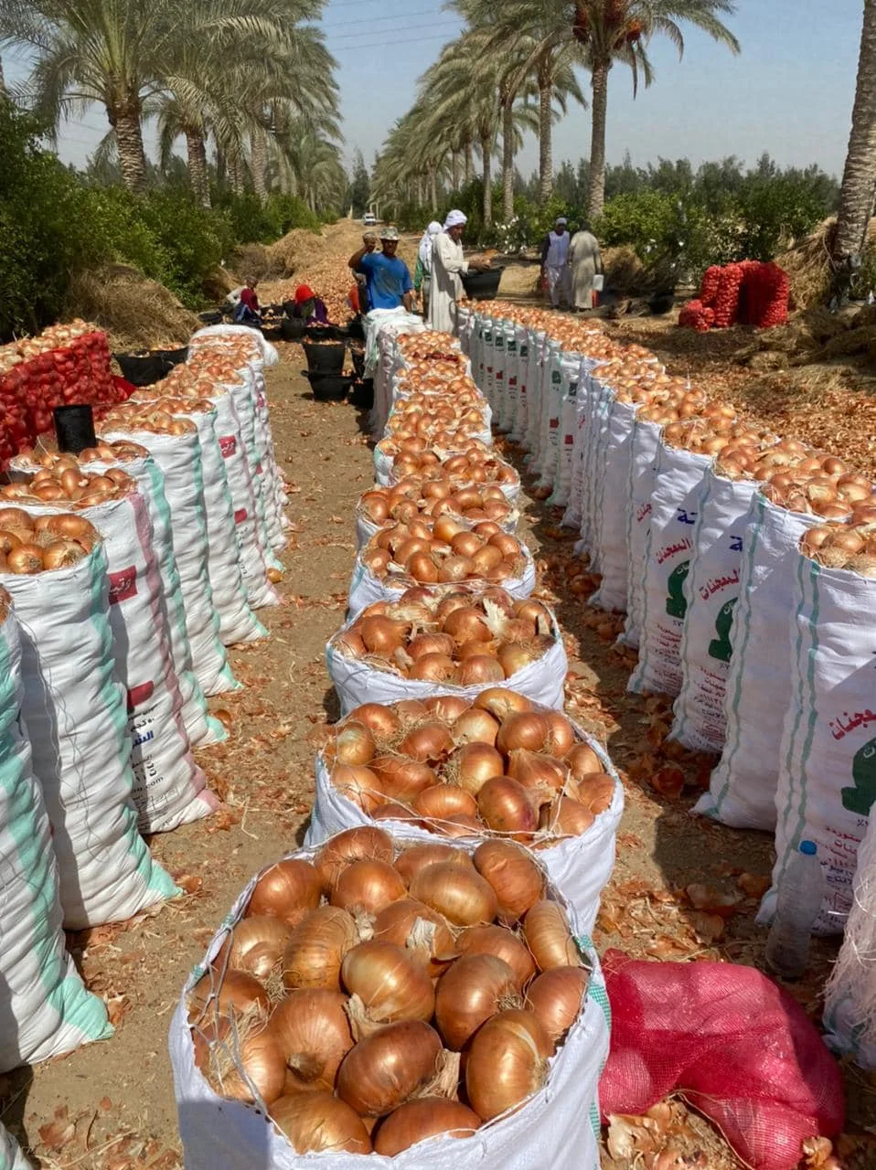 Fresh yellow onion export crop 2023