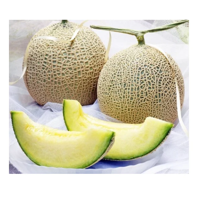 Cantaloupe Melon// Fresh Melon From Viet Nam High Quality// Ms. Caryln (WhatsApp: +84 935825297)